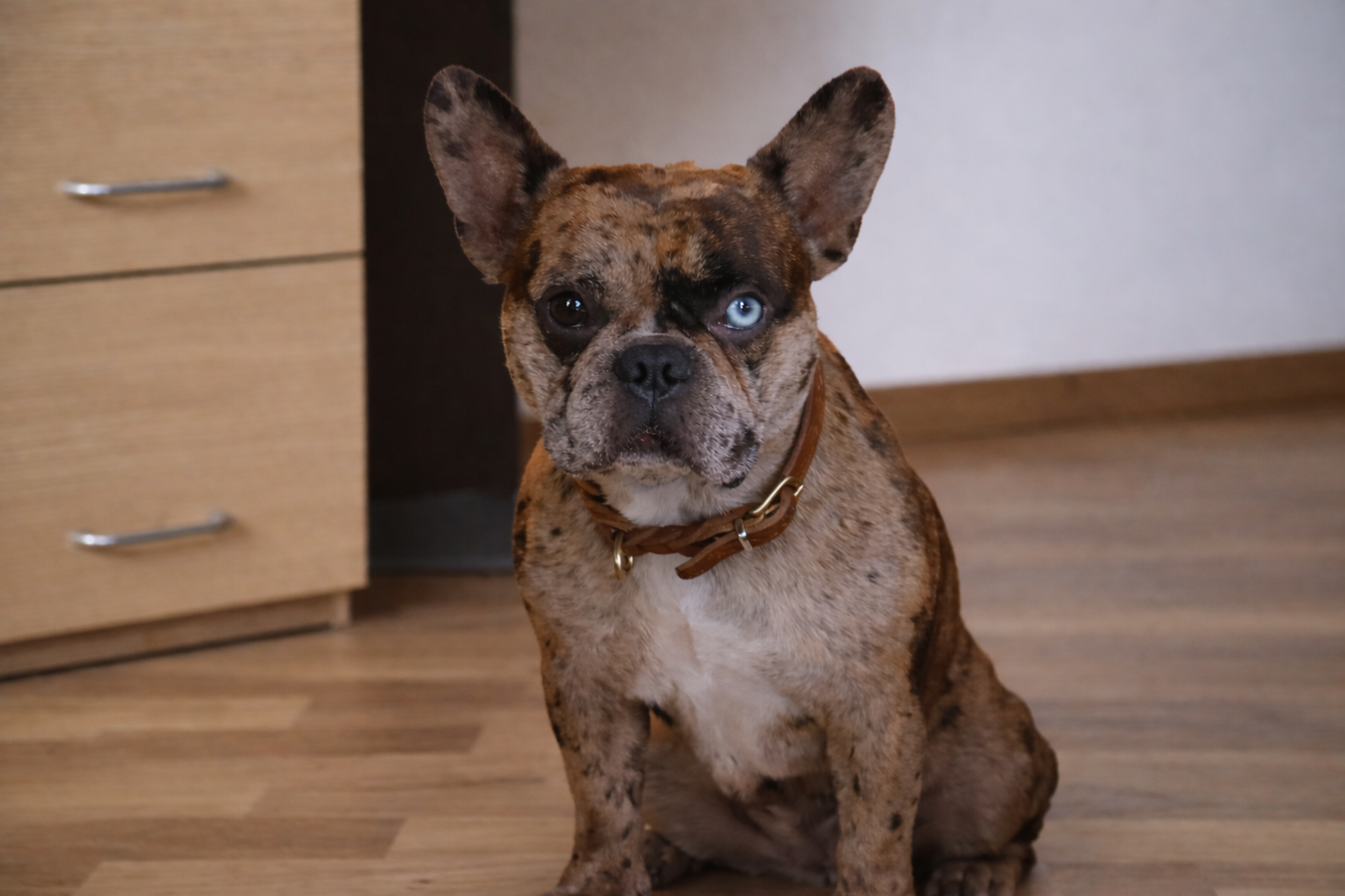 Hund